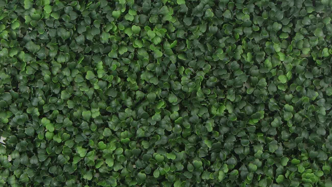 Dense green boxwood leaves creating a lush, vibrant natural texture covering the entire surface.