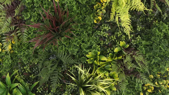 Top view of diverse green plants and ferns with various leaf shapes and shades in a dense arrangement.