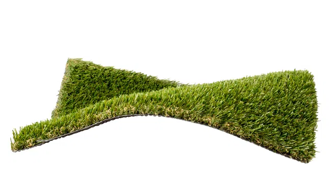 a close-up of some grass