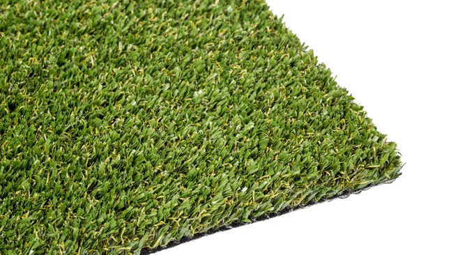a close up of a green plant