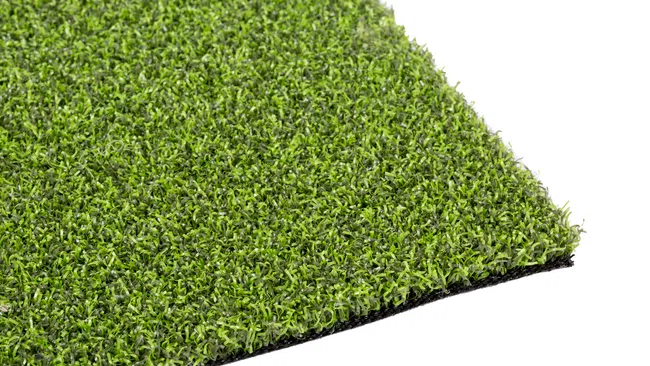 a close-up of a green plant