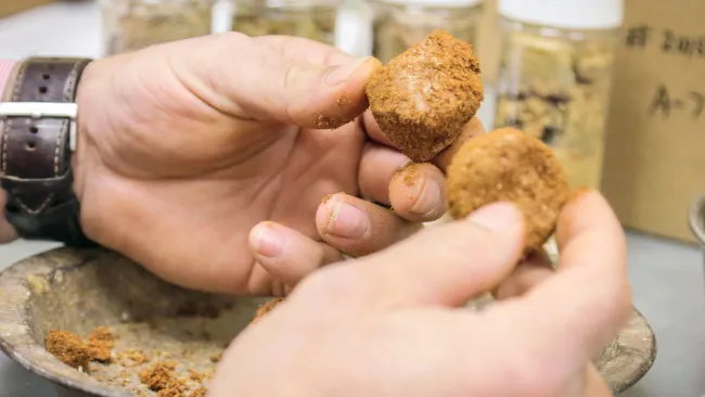 Hands holding and examining small brown chunks of soil or rock with jars in the background in a lab