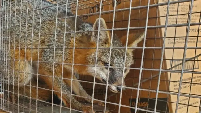 A fox trapped inside a wire cage with cardboard boxes in the background.