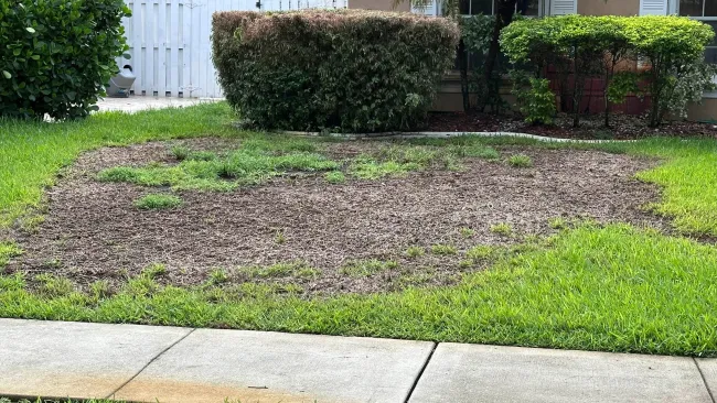 Patchy brown dead grass area surrounded by green grass in front yard near sidewalk and bushes.