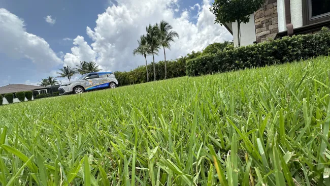 Close-up of a lush green lawn with palm trees, a service van, and a residential house under a partly cloudy sky.