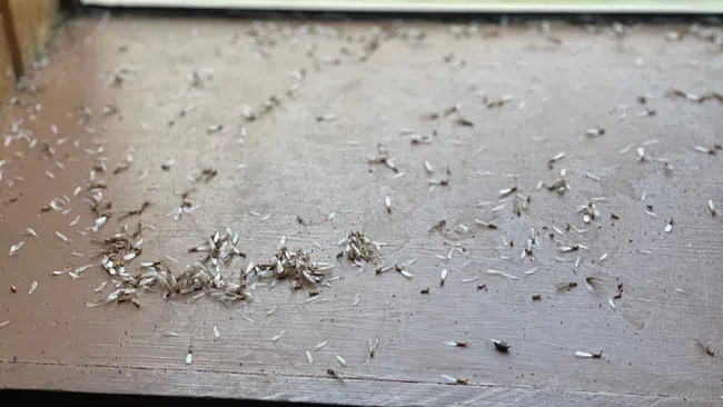 Close-up of dead termites scattered on a wooden windowsill with natural light from outside.