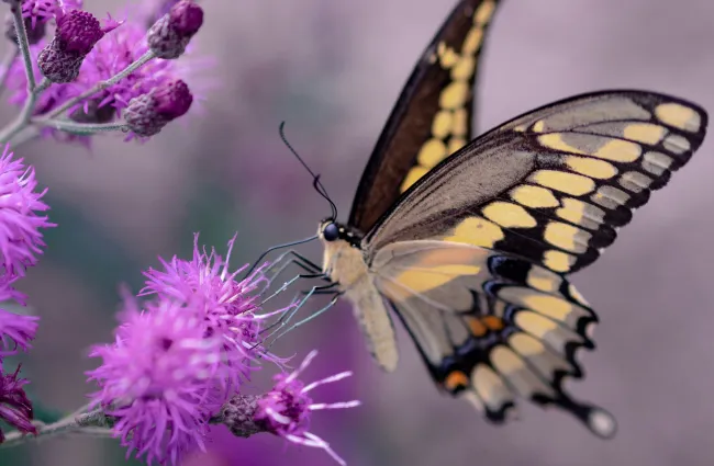 Yellow and black butterfly feeding on vibrant purple flowers with soft blurred background.