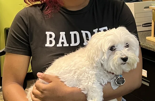 Smiling woman in a Baddie shirt holding a small white dog in a colorful indoor setting with green walls.