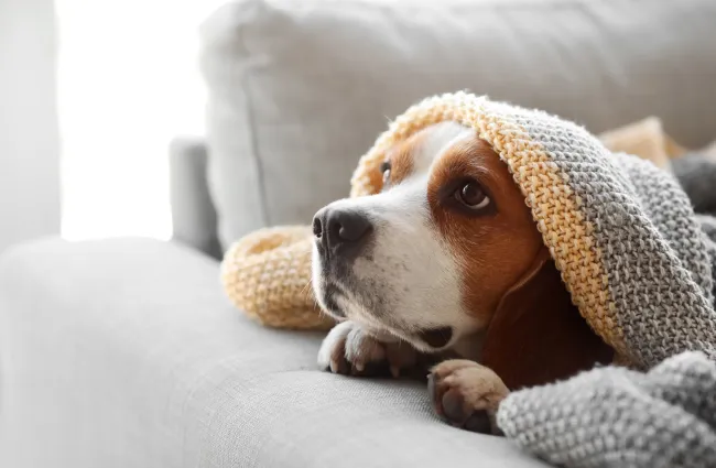 Beagle dog lying on a gray couch covered with a cozy knitted blanket looking thoughtfully.