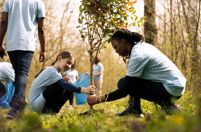 Group of diverse volunteers planting a young tree in a green forest during a sunny day.