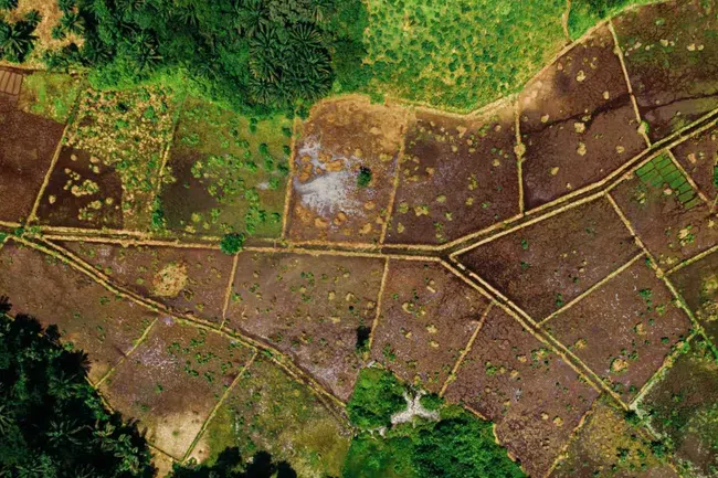 Aerial view of agricultural fields with dirt paths and patches of green vegetation and trees.