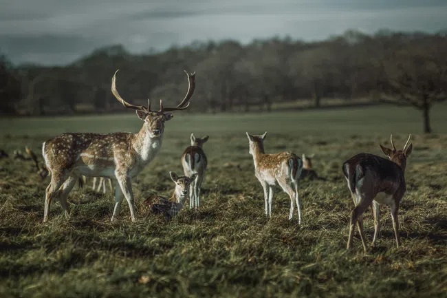 Herd of deer grazing in a grassy field during daytime with a stag looking towards the camera.