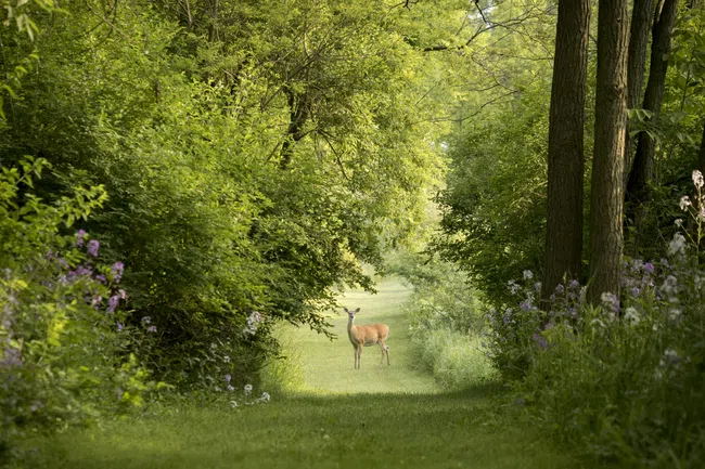 A deer stands on a grassy forest path surrounded by dense green trees and wildflowers in sunlight.