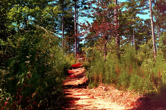 Dirt path through dense green forest with tall trees and shrubs under clear blue sky.