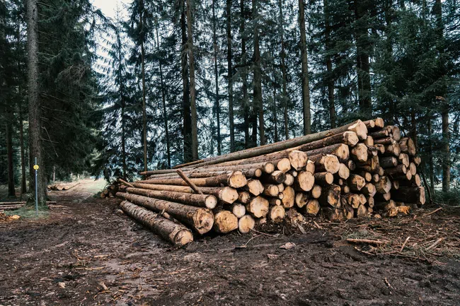 Stack of freshly cut logs piled on forest ground with tall evergreen trees in background.