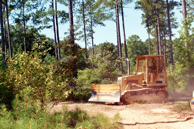 Yellow bulldozer clearing dirt path in a forested area with tall pine trees and green foliage.