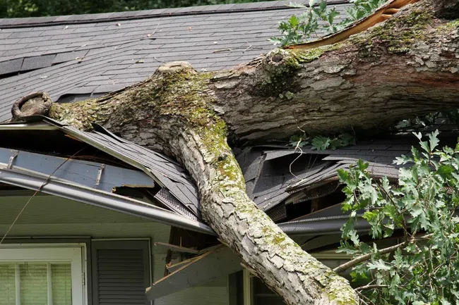 Large tree branch fallen, damaging roof shingles and structure of a house with visible broken parts.