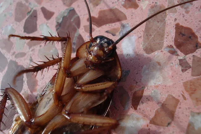 Close-up of a cockroach lying upside down on a speckled pink and brown tiled floor.