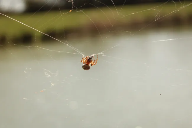 Small brown spider hangs on its web with a blurred green and water background in natural light.