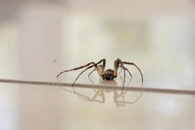 Close-up of a brown spider with long legs on a smooth reflective surface showing its reflection clearly.