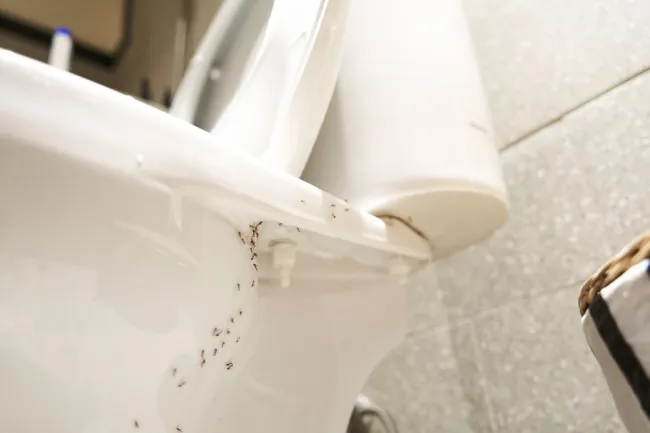 Close-up of a white toilet infested with small black ants crawling around its base and tank area.