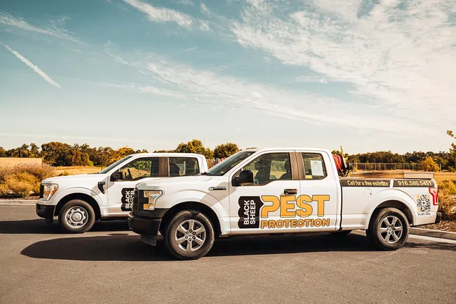 Two white Black Sheep Pest Protection pickup trucks parked side by side under a partly cloudy sky.