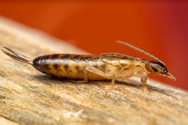 Close-up of an earwig insect on a wooden surface with a blurred orange background