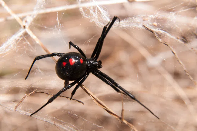 Close-up of a black widow spider with red markings on its abdomen resting on dry grass and webbing.