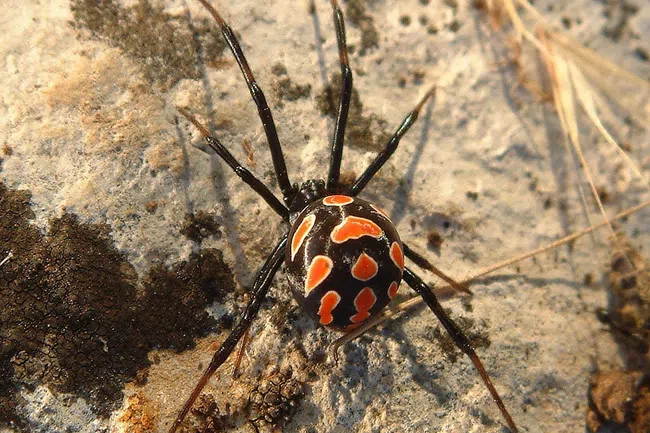 spider pest control in Roseville, CA