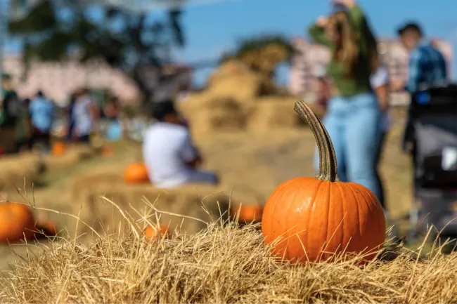 Bright orange pumpkin on hay bale at a sunny outdoor pumpkin patch with people in the background.