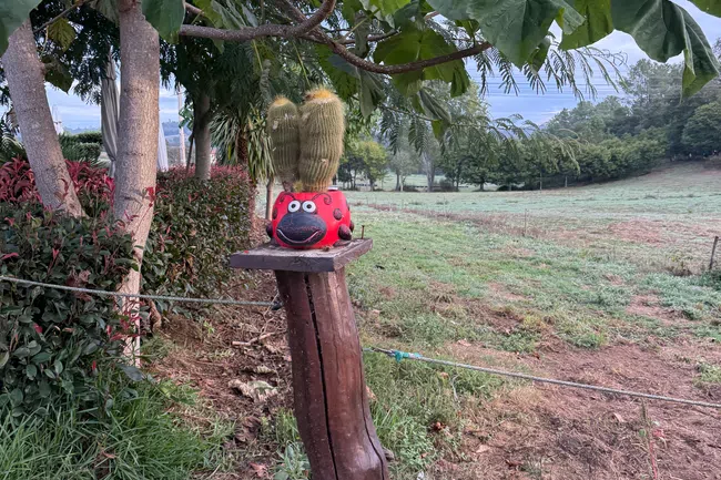 Cactus in a red ladybug-shaped pot on a wooden post in a rural grassy landscape under leafy trees.