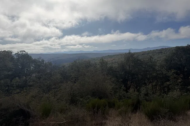 View of dense forest with distant mountains under a cloudy sky in natural landscape.