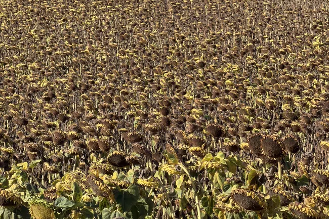 Vast field of mature sunflowers with drooping heads and brown seed-filled centers under bright sunlight