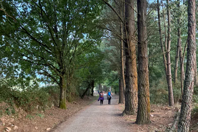 Two hikers walking along a wooded dirt trail surrounded by tall trees under a clear sky.