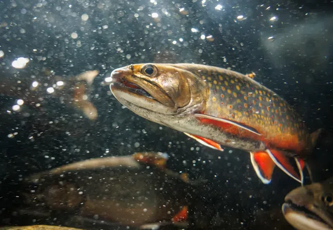 Brook trout with orange markings swimming underwater amid bubbles and rocks in a freshwater environment
