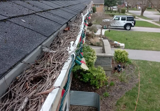 Clogged rain gutter filled with dry leaves and twigs on a house roof with holiday lights hanging.
