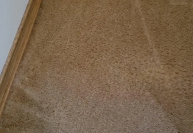 a carpeted floor with a white wall