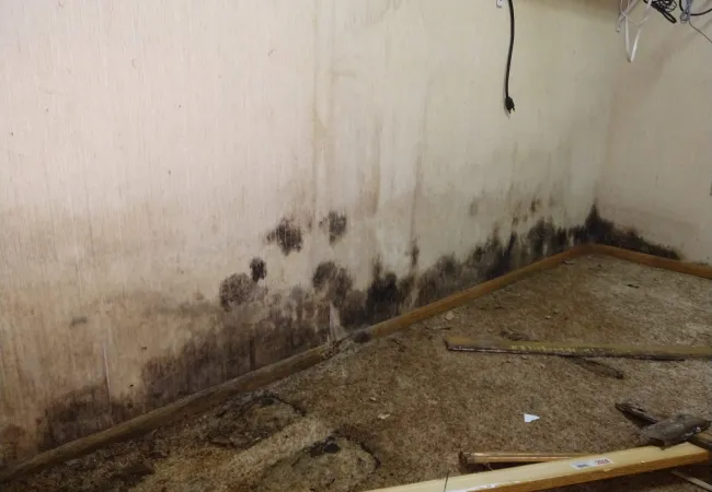 Room corner with severe black mold on walls and dirty, damaged carpet with scattered wooden debris.