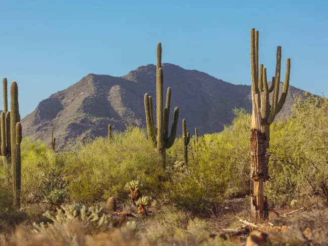 The Best SEO Agency for Scottsdale, AZ Businesses
