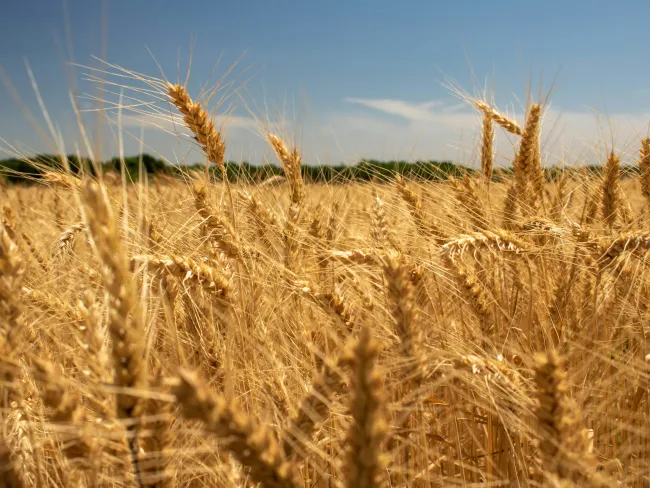 a field of wheat