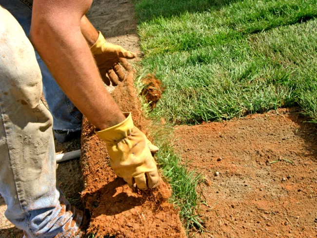 Close-up of worker wearing gloves installing fresh sod on soil for lawn landscaping.