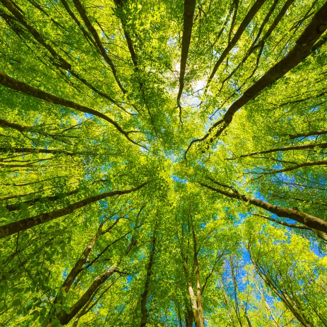 looking up at trees and blue sky