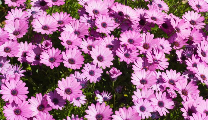 a close up of a flower