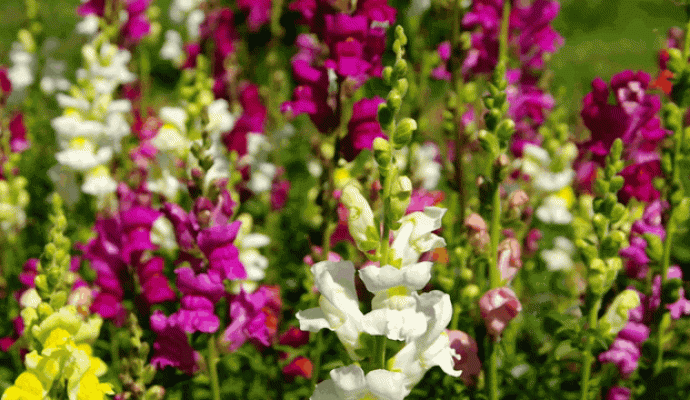 a close up of a flower