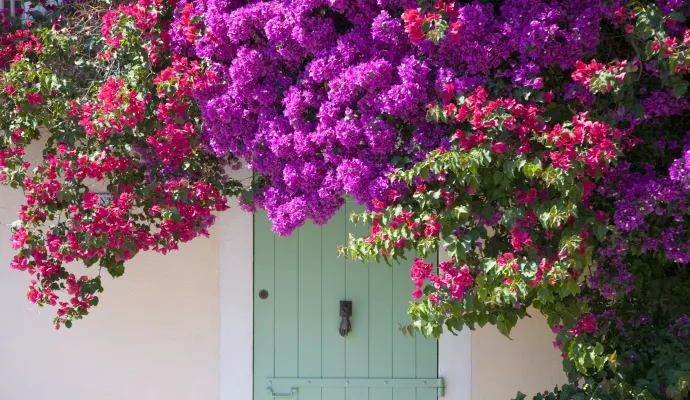 a tree with purple flowers
