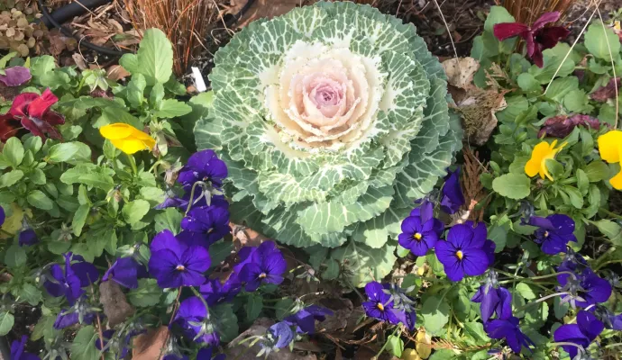 a white rose surrounded by purple flowers