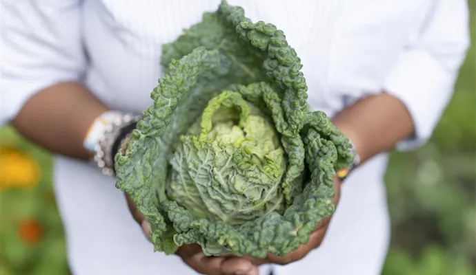 Person holding a fresh large green cabbage with textured leaves in outdoor garden setting.