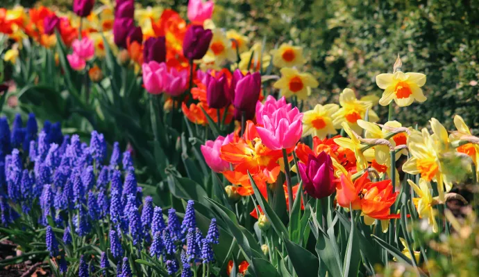 Colorful spring flower garden with rows of purple, pink, orange tulips and yellow daffodils blooming in sunlight.