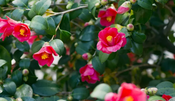 Bright pink camellia flowers blooming with green leaves and unopened buds in a natural garden setting