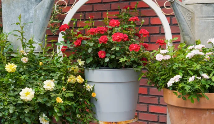 Potted rose plants with red, white, and yellow flowers displayed on a white metal stand against a brick wall.